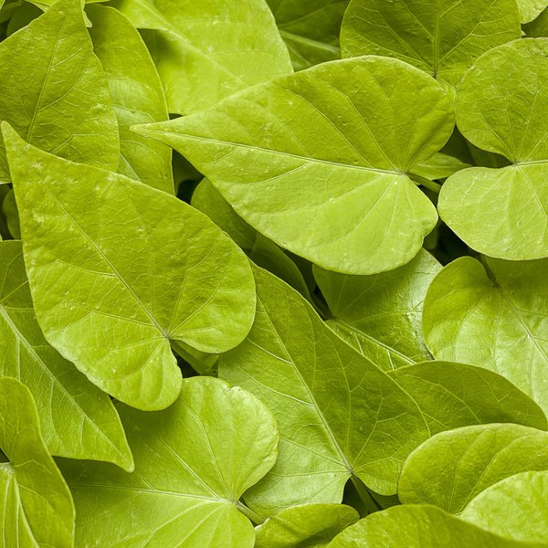 Sweetheart Lime Sweet Caroline Ipomoea
