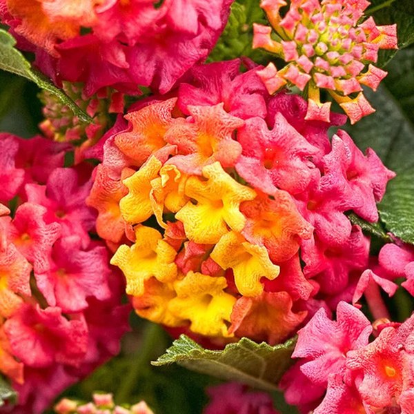 Luscious Lantana