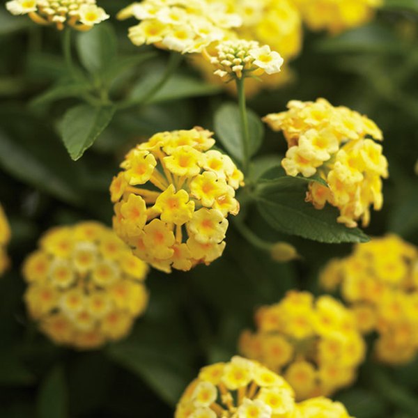 Golden Gate Luscious Lantana