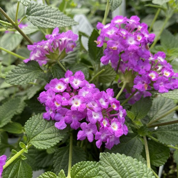 Grape Luscious Lantana
