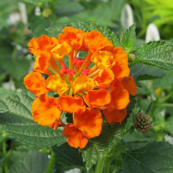 Marmalade Luscious Lantana