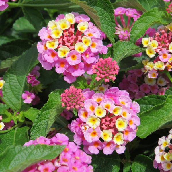 Pinkberry Blend Luscious Lantana