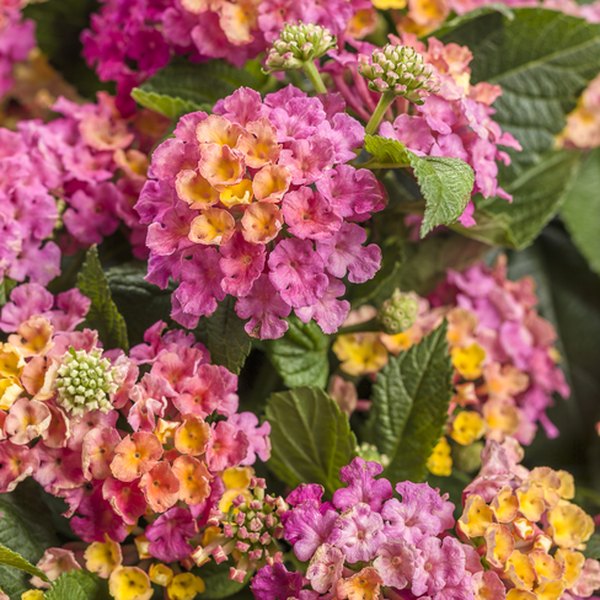 Royale Cosmo Luscious Lantana