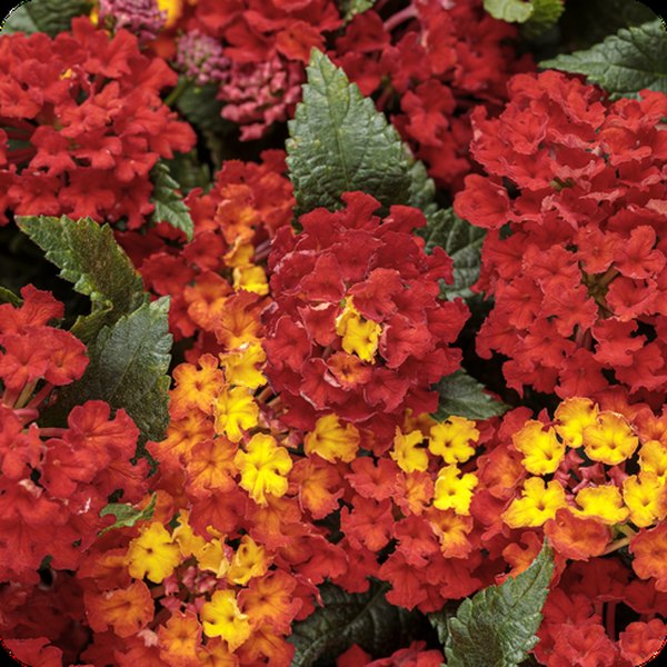 Royale Red Zone Luscious Lantana