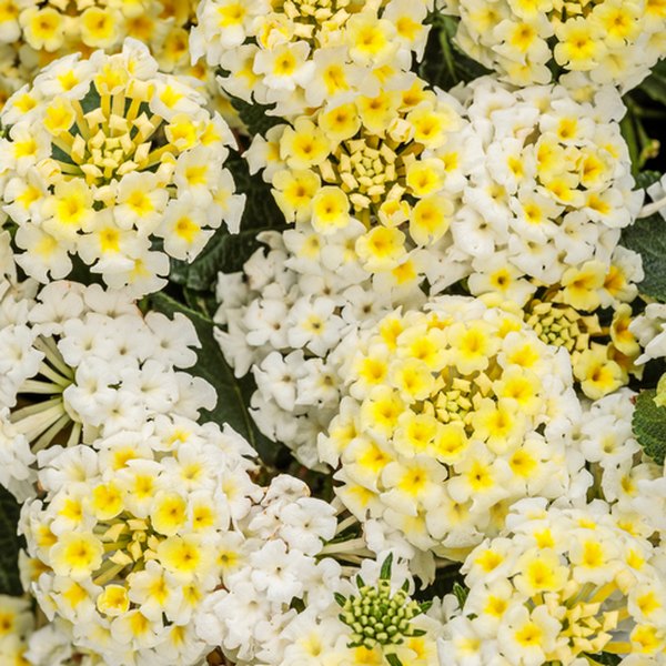 Vanilla Breeze Luscious Lantana