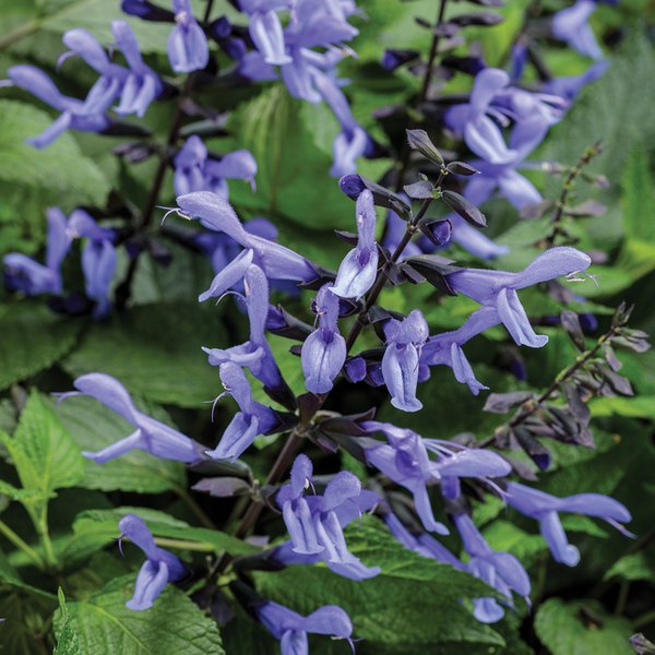 Mecardonia and Salvia