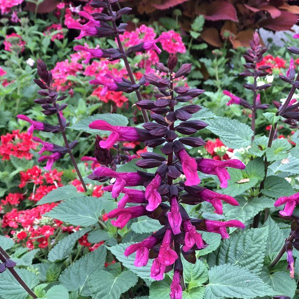 Fuchsia Rockin Salvia
