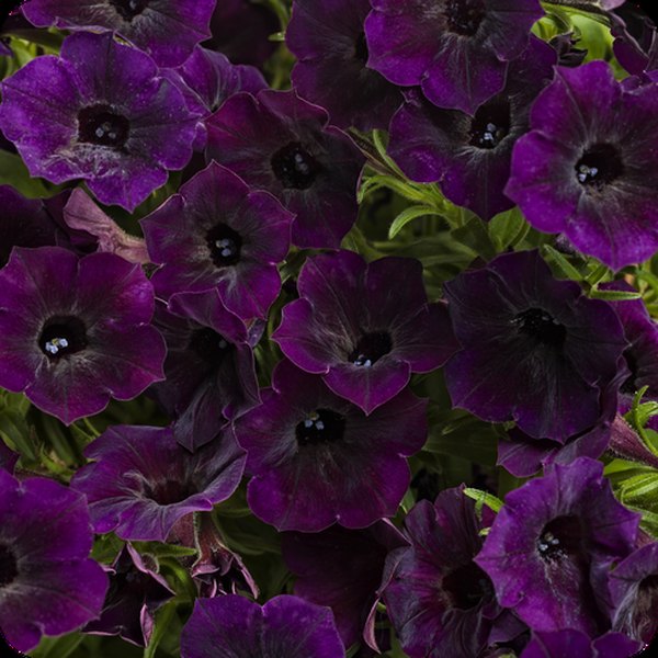 Midnight Mini Vista Supertunias