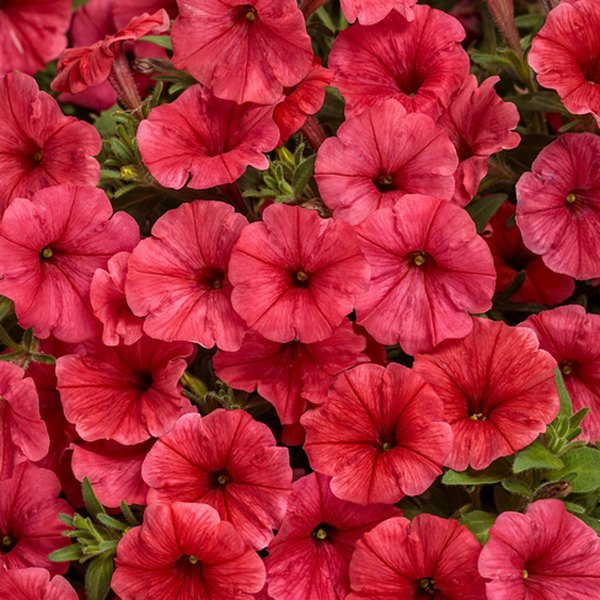 Scarlet Mini Vista Supertunias