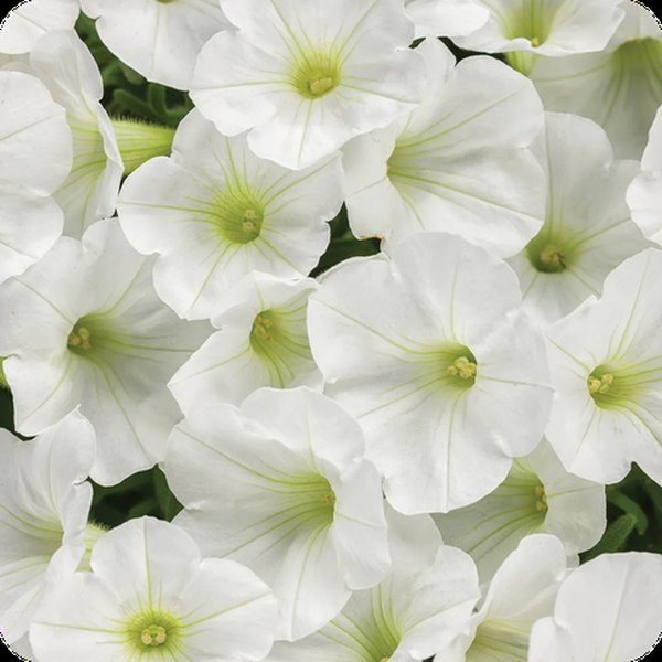 White Mini Vista Supertunias