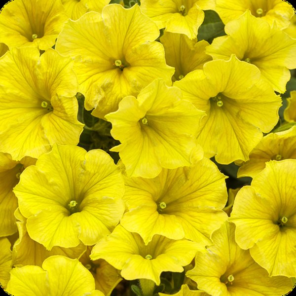 Yellow Mini Vista Supertunias