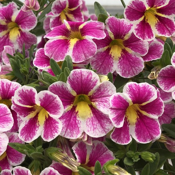 Holy Cow Superbells Calibrachoa