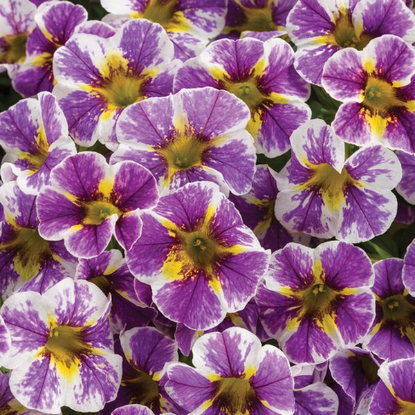Holy Smokes Superbells Calibrachoa