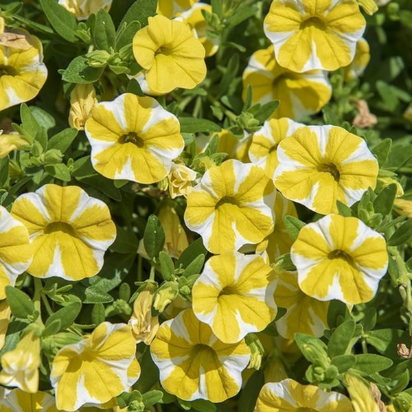 Lemon Slice Superbells Calibrachoa