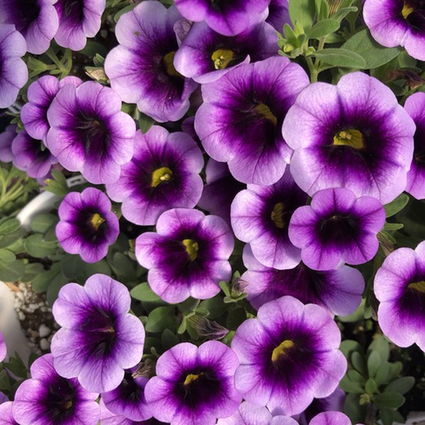 Punch Blue Moon Superbells Calibrachoa