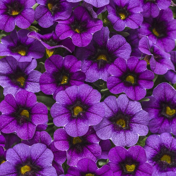 Punch Grape Superbells Calibrachoa