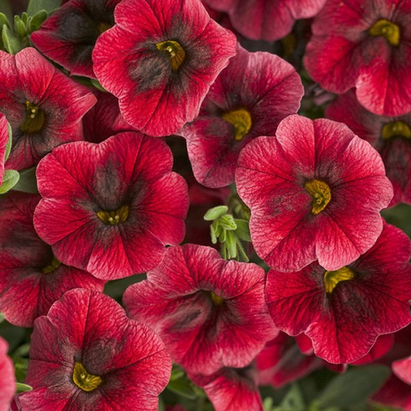 Punch Pomegranate Superbells Calibrachoa
