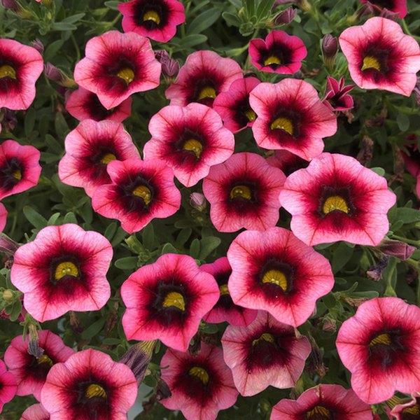 Punch Watermelon Superbells Calibrachoa