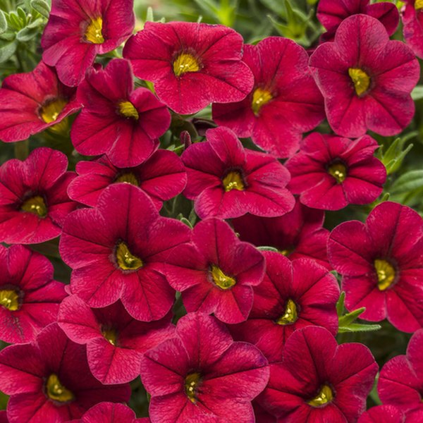 Red Superbells Calibrachoa