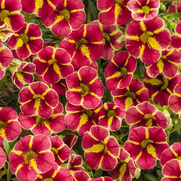 Star Cardinal Superbells Calibrachoa