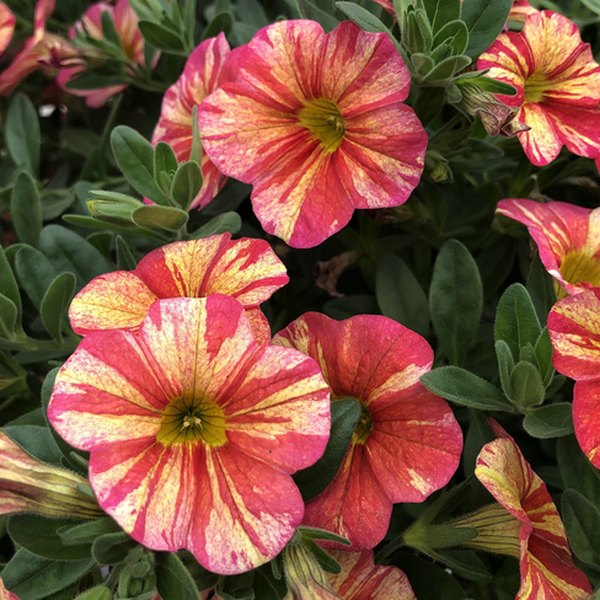 Tropical Sunrise Superbells Calibrachoa