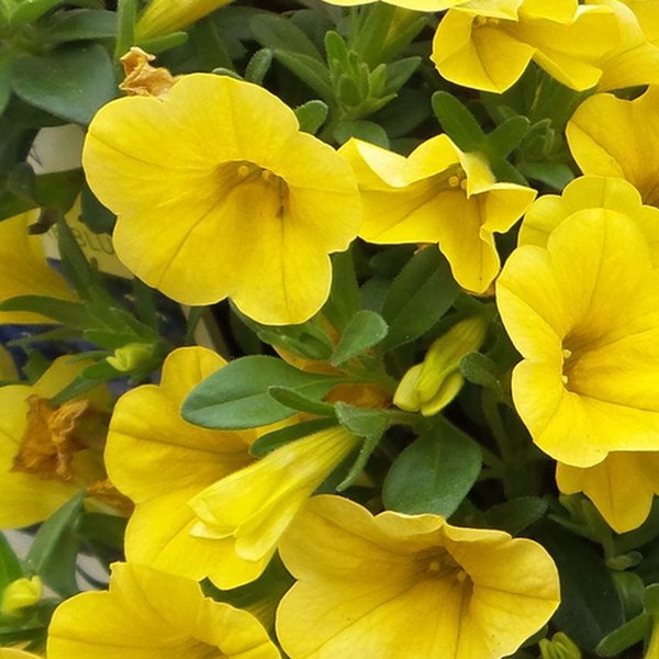 Yellow Superbells Calibrachoa