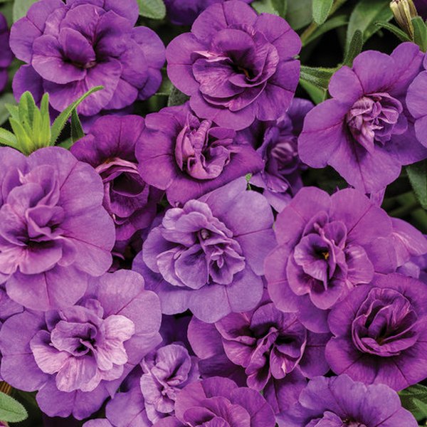 Blue Superbells Double Calibrachoa