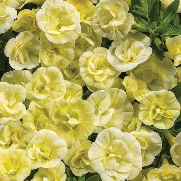 Chiffon Superbells Double Calibrachoa