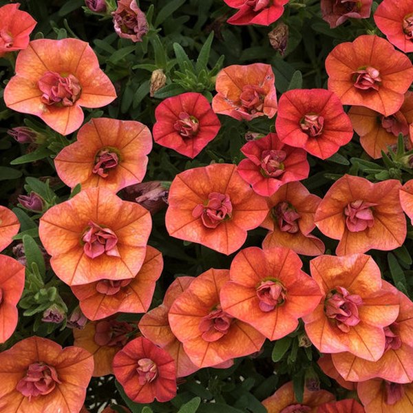 Orange Superbells Double Calibrachoa