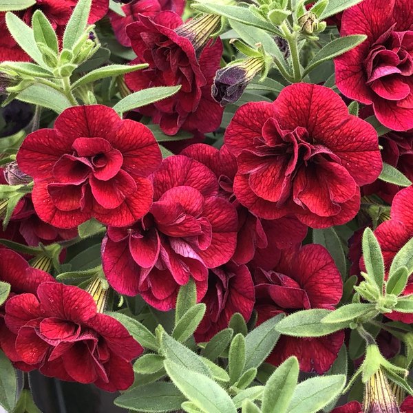 Ruby Superbells Double Calibrachoa