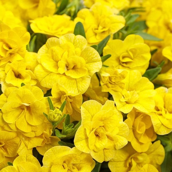 Yellow Superbells Double Calibrachoa