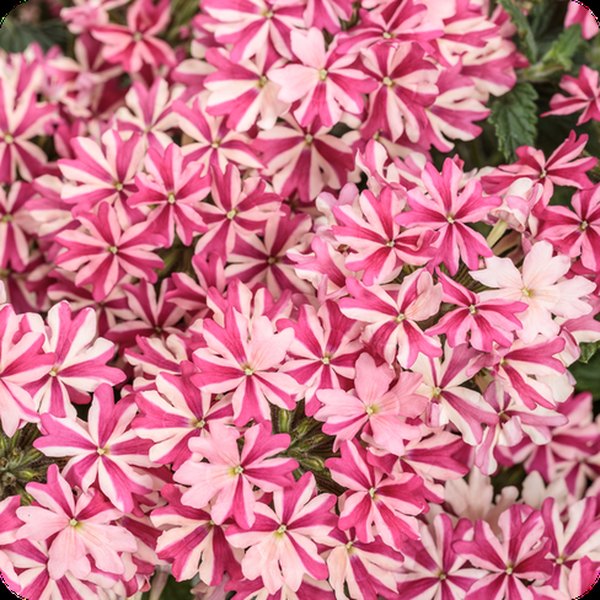 Superbena Verbena