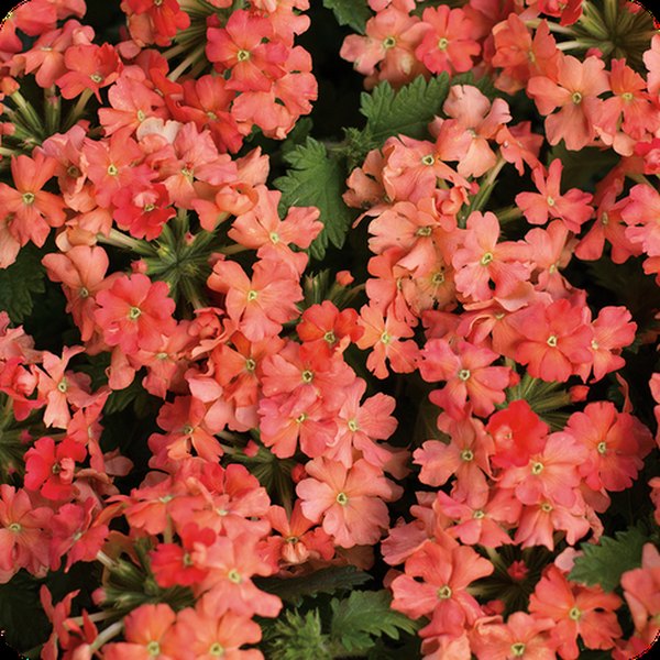 Peachy Keen Superbena Verbena