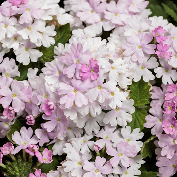Pink Cashmere Superbena Verbena
