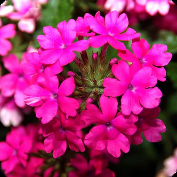 Pink Shades Superbena Verbena