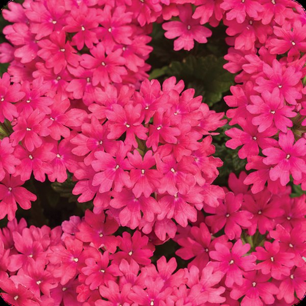 Raspberry Superbena Verbena