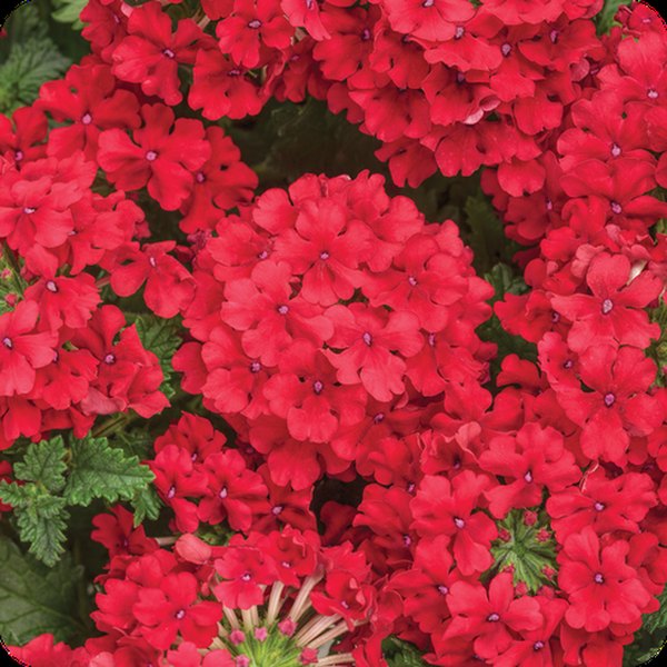 Red Superbena Verbena