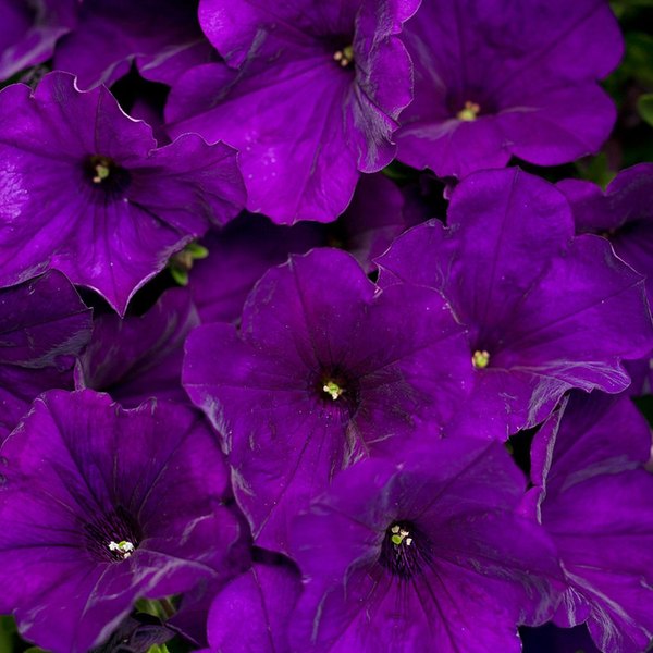 Royal Velvet Supertunias