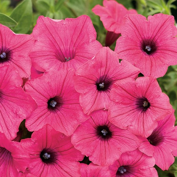 Vista Fuchsia Supertunias