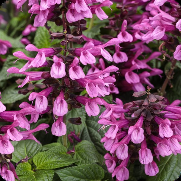 Unplugged Salvia