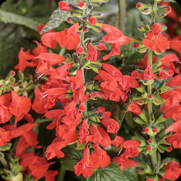 Red Unplugged Salvia