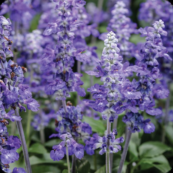 So Blue Unplugged Salvia