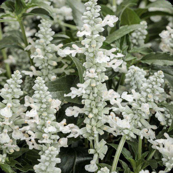 White Unplugged Salvia