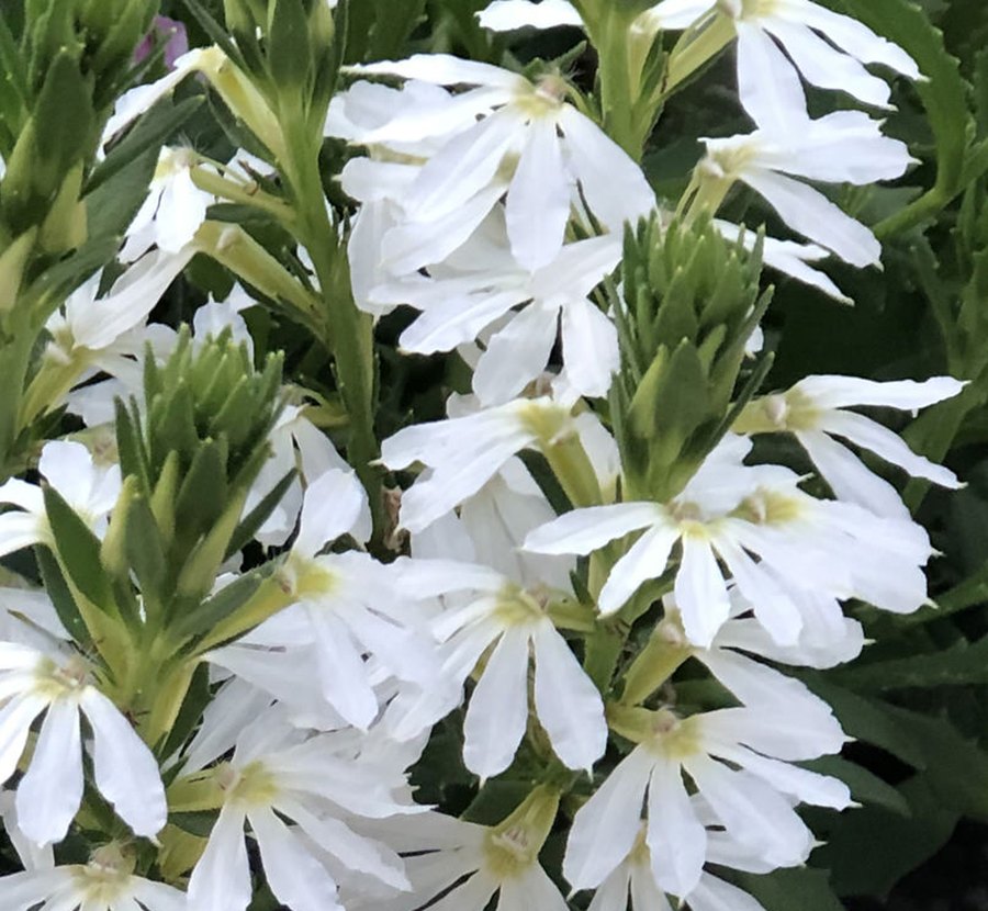 Whirlwind Scaevola