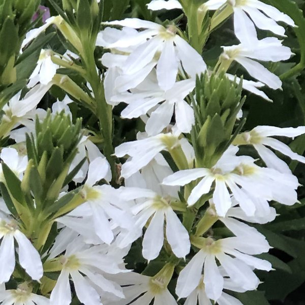 White Whirlwind Scaevola