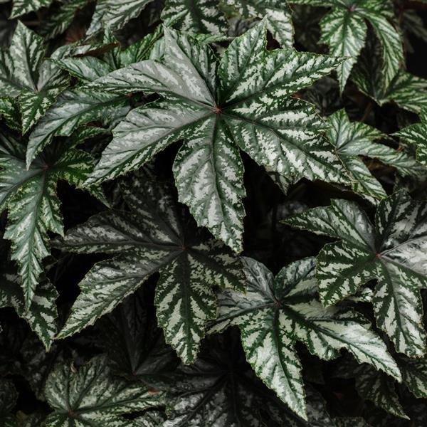 Gryphon Angelwing Begonias