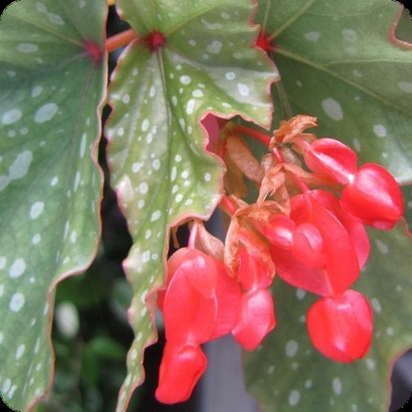 Lois Burke Angelwing Begonias