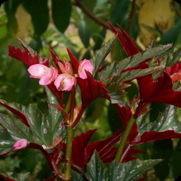 Sophia Angelwing Begonias