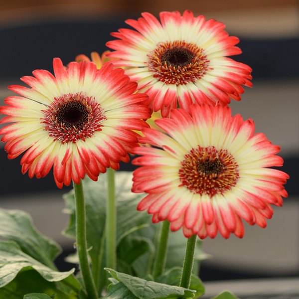 Bicolor Red Lemon Jaguar Gerbera Daisy