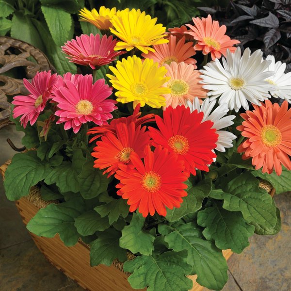 Jaguar Gerbera and Pennisetum